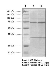 Cayman 15-Lipoxygenase Standard; Size- 1 Ea