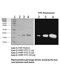 Cayman Fabp4 (Human Recombinant) Fitc Conjugated; Purity- Greater