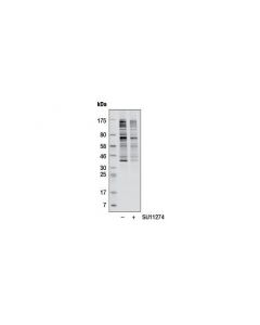 Cell Signaling Phospho-Akt Substrate (Rxrxxs*/T*) (23c8d2) Rabbit mAb