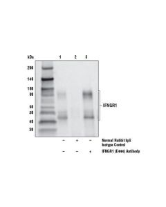 Cell Signaling Ifngr1 (E444) Antibody