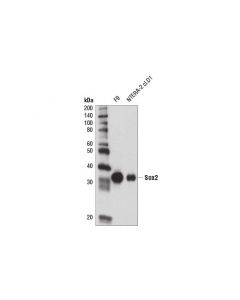 Cell Signaling Sox2 (D1c7j) Xp Rabbit mAb (Bsa And Azide Free)