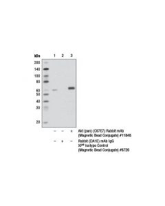 Cell Signaling Akt (Pan) (C67e7) Rabbit mAb (Magnetic Bead Conjugate)