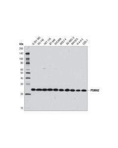 Cell Signaling Psma2 (D3a4) Rabbit mAb