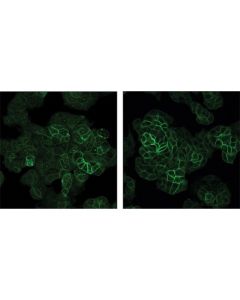 Cell Signaling Image-It Fx Signal Enhancer