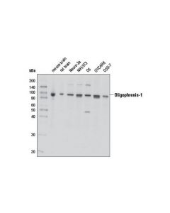 Cell Signaling Oligophrenin-1 Antibody