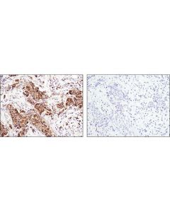 Cell Signaling Cytochrome C (D18c7) Rabbit mAb