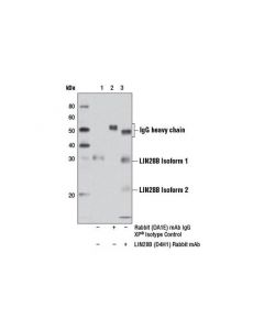 Cell Signaling Lin28b (D4h1) Rabbit mAb