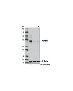 Cell Signaling Signalsilence Adam9 Sirna I