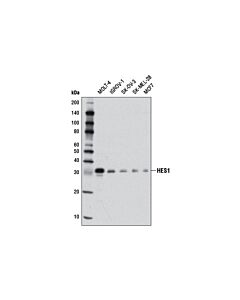Cell Signaling HES1 (D6P2U) Rabbit mAb