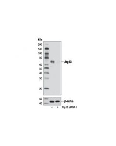 Cell Signaling Signalsilence Atg13 Sirna I