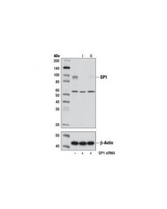 Cell Signaling Signalsilence Sp1 Sirna I