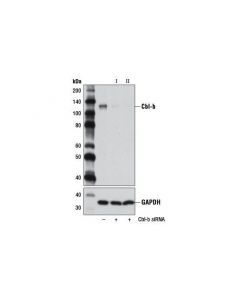 Cell Signaling Signalsilence Cbl-B Sirna I