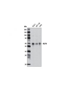 Cell Signaling Klf4 (D1f2) Rabbit mAb