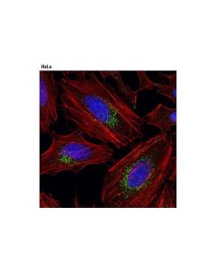 Cell Signaling Lamtor4/C7orf59 (D6a4v) Rabbit mAb