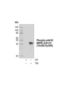 Cell Signaling Protein A (Hrp Conjugate)