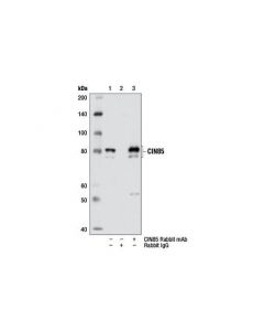 Cell Signaling Cin85 (D1a4) Rabbit mAb