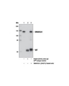 Cell Signaling Smarca1 (D4q7v) Rabbit mAb