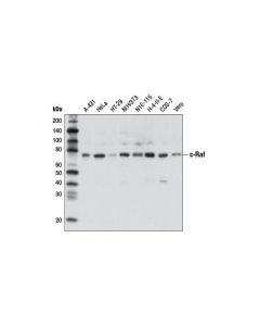 Cell Signaling C-Raf (D5x6r) Mouse mAb