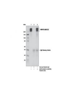 Cell Signaling Mrp2/Abcc2 (D9f9e) Rabbit mAb