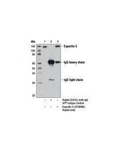 Cell Signaling Exportin 5 (D7w6w) Rabbit mAb
