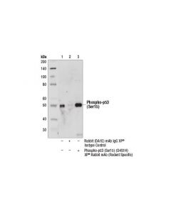 Cell Signaling Phospho-P53 (Ser15) (D4s1h) Rabbit mAb (Rodent Specific)