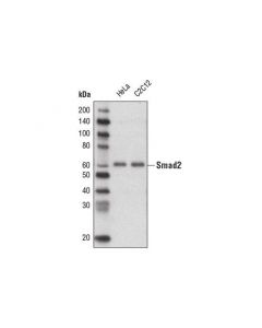 Cell Signaling Smad2 (D43b4) Xp  Rabbit mAb (Biotinylated) 