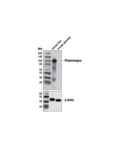 Cell Signaling Plasminogen Antibody