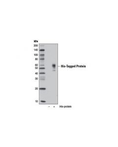 Cell Signaling His-Tag (D3i1o) Xp  Rabbit mAb (Hrp Conjugate)