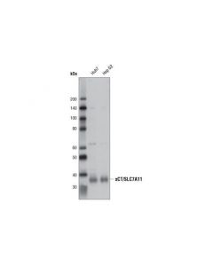 Cell Signaling Xct/Slc7a11 (D2m7a) Rabbit mAb