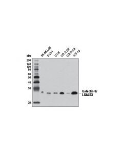 Cell Signaling Galectin-3/Lgals3 Antibody