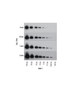 Cell Signaling Signalfire Elite Ecl Reagent