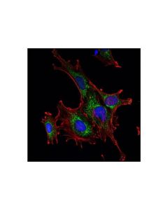 Cell Signaling Glutamate Dehydrogenase 1/2 (D9f7p) Rabbit mAb