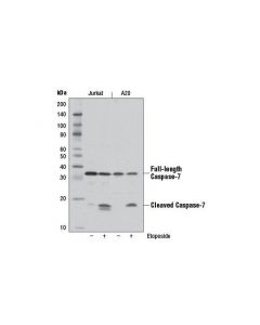 Cell Signaling Caspase-7 (D2q3l) Rabbit mAb