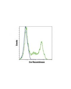 Cell Signaling Cre Recombinase (D3u7f) Rabbit mAb