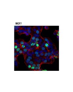 Cell Signaling Tpx2 (D9y1v) Rabbit mAb