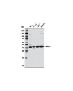 Cell Signaling Ahsa1 Antibody