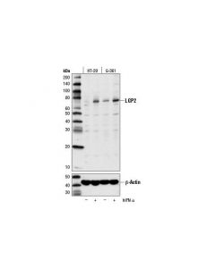 Cell Signaling Lgp2 (D3i3l) Rabbit mAb
