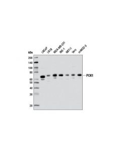 Cell Signaling Pck1 (D12f5) Rabbit mAb