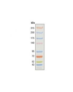 Cell Signaling Color-Coded Prestained Protein Marker, High Range (43-315 Kda)