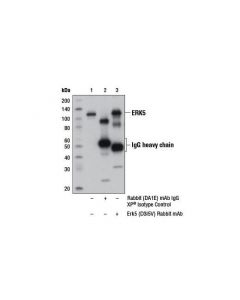 Cell Signaling Erk5 (D3i5v) Rabbit mAb