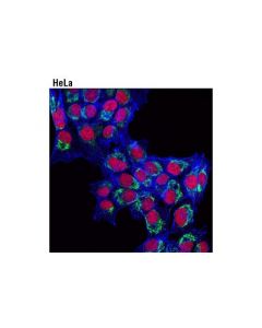 Cell Signaling Dylight 650 Phalloidin
