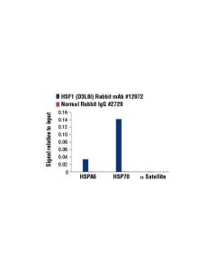 Cell Signaling Hsf1 (D3l8i) Rabbit mAb
