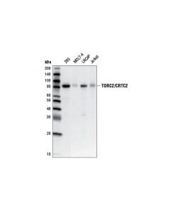 Cell Signaling Torc2/Crtc2 (5b10) Mouse mAb