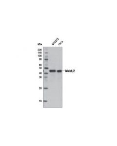 Cell Signaling Mek1/2 (D1a5) Rabbit mAb (Hrp Conjugate)