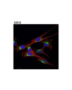 Cell Signaling Rab1a (D3x9s) Rabbit mAb