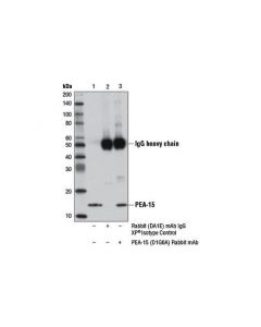 Cell Signaling Pea-15 (D1g6a) Rabbit mAb