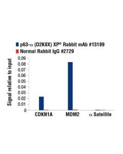 Cell Signaling P63-Alpha (D2k8x) Xp Rabbit mAb