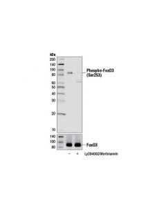Cell Signaling Phospho-Foxo3a (Ser253) (D18h8) Rabbit mAb