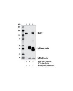 Cell Signaling Nlrp3 (D2p5e) Rabbit mAb