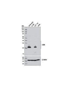 Cell Signaling Cd9 (D8o1a) Rabbit mAb